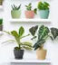 Round Flower Pots with tray for Home & Decoration Planters, Terrace, Garden Etc Plant Container Set