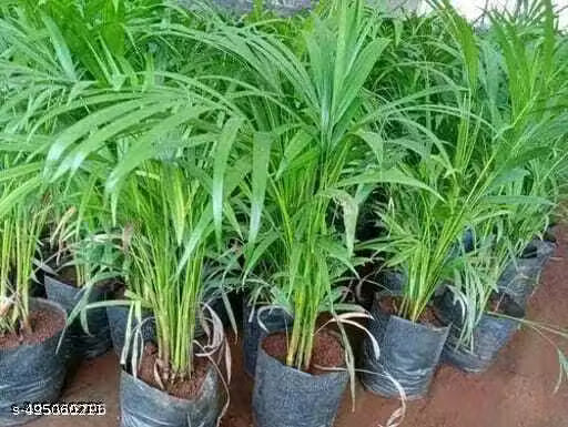 Kojagori Healthy Hybrid Areca Palm Plant(Pack Of 1)