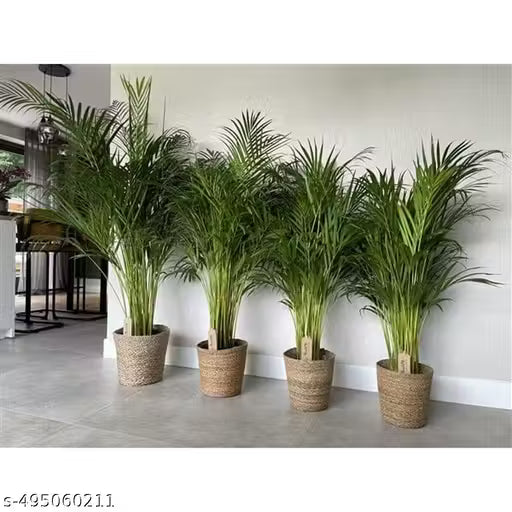 Kojagori Healthy Hybrid Areca Palm Plant(Pack Of 1)